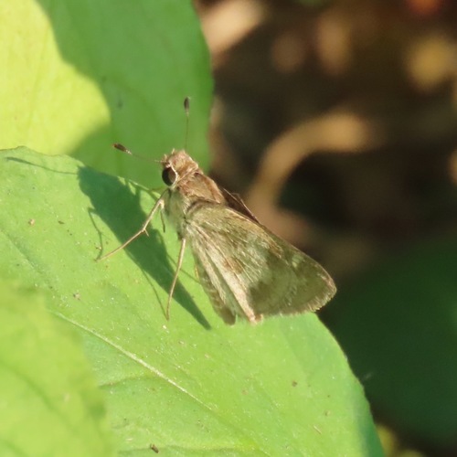 Hedone praeceps (Hedone praeceps)