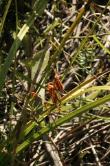 Hemiempusa capensis