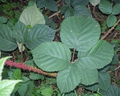 Rubus intensior