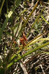 Hemiempusa capensis