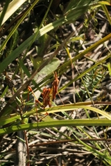 Hemiempusa capensis