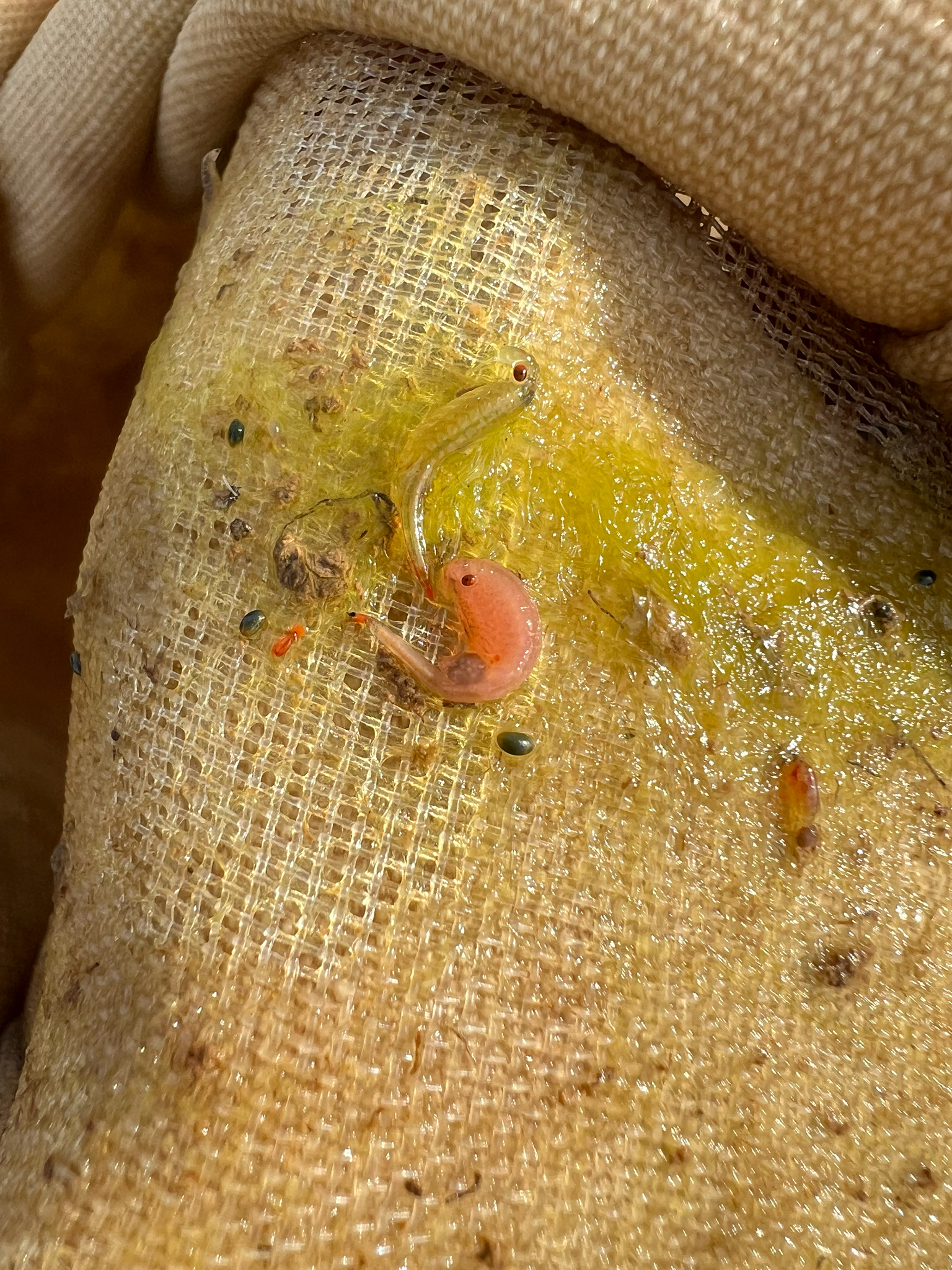 Linderiella occidentalis (Dodds, 1923)