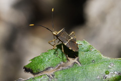 Cletomorpha simulans