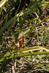 Hemiempusa capensis