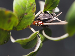Phola octodecimguttata