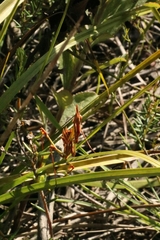 Hemiempusa capensis