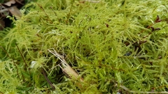 Sciuro-hypnum curtum