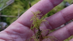 Sciuro-hypnum curtum