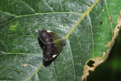 Ricanula pulverosa