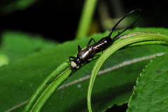 Paratimomenus flavocapitata