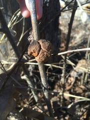 Disholcaspis spongiosa