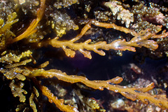 Cystoseira compressa