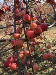 Malus spectabilis