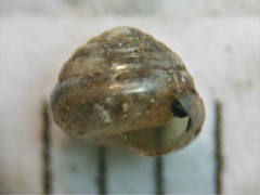 Euconulus trochulus