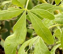 Polemannia simplicior