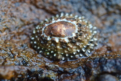 Scutellastra granularis