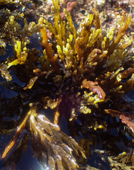 Cystoseira compressa