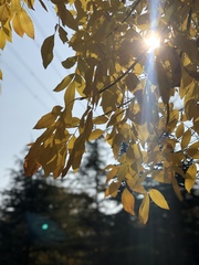 Fraxinus chinensis