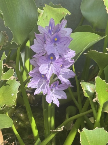 common water hyacinth