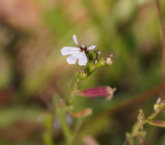 Lobelia anceps