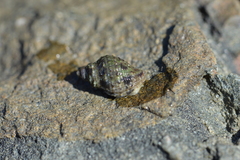 Burnupena pubescens
