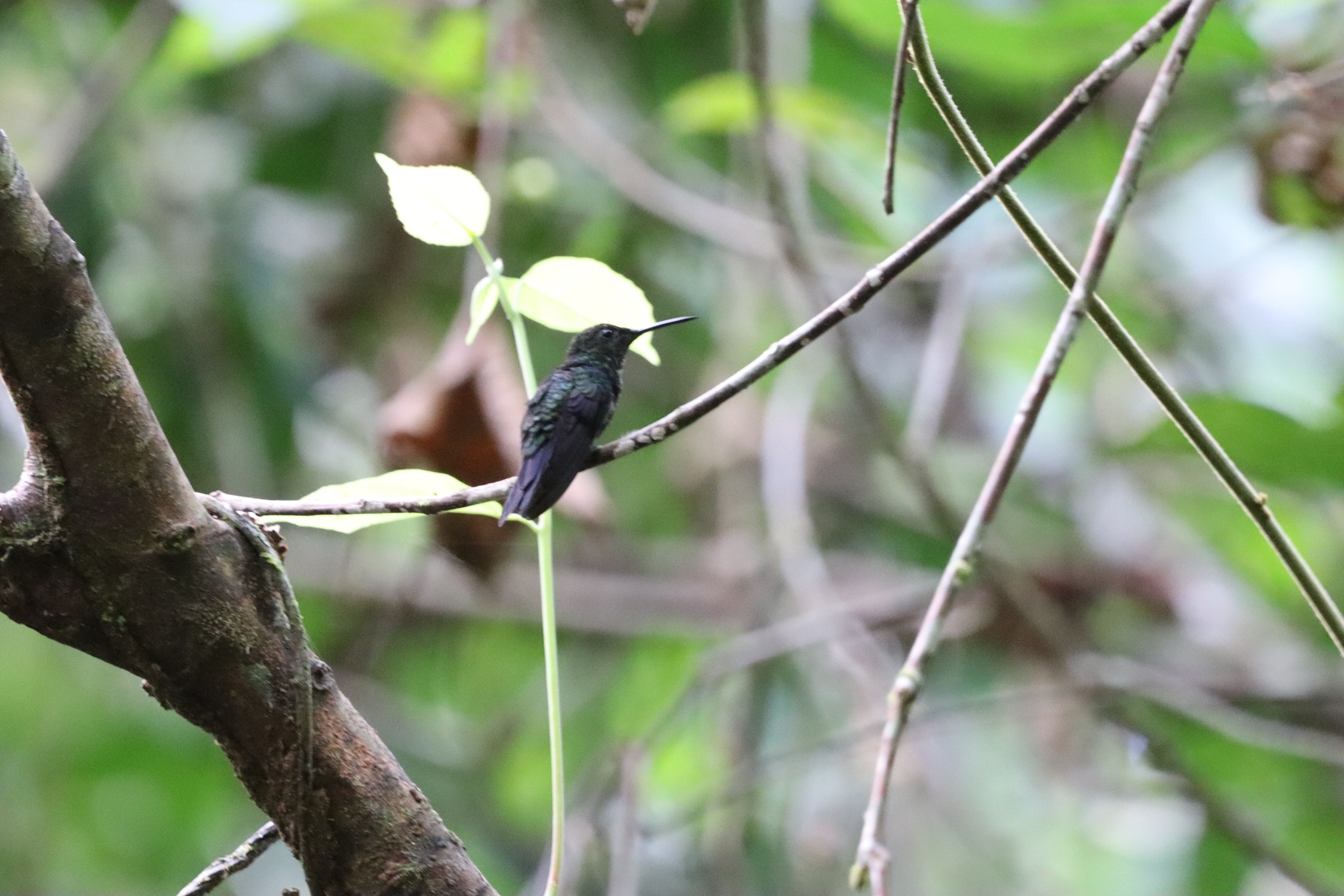 Fork-tailed Woodnymph (Thalurania furcata), photo 5