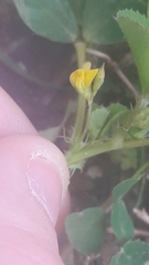 Medicago