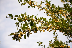 Malus micromalus
