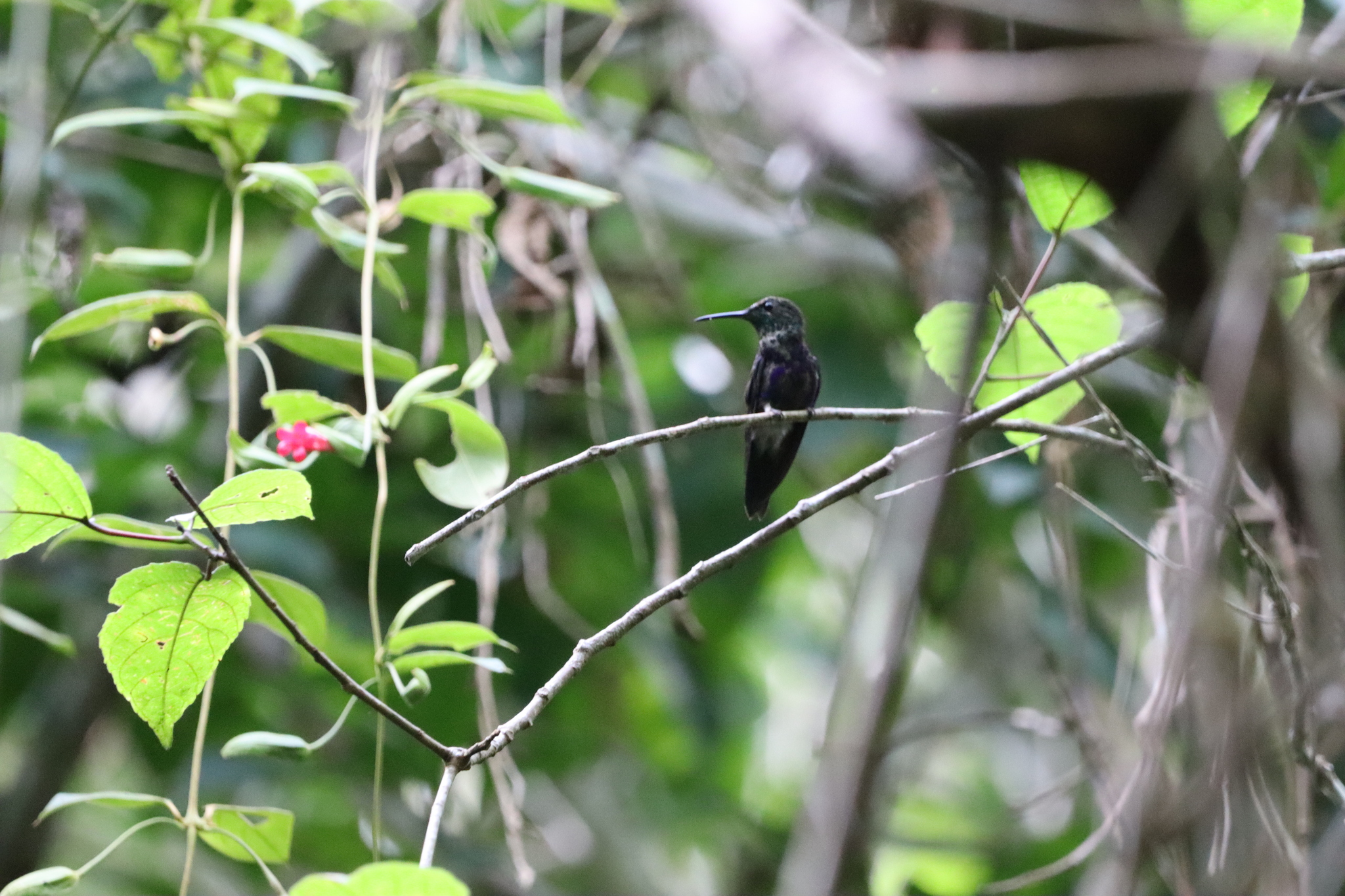 Fork-tailed Woodnymph (Thalurania furcata), photo 6