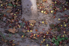 Malus micromalus