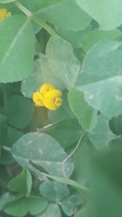 Medicago