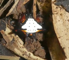 Gasteracantha crucigera