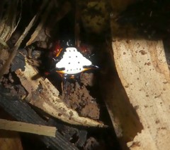 Gasteracantha crucigera