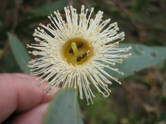 Eucalyptus cosmophylla