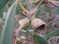 Eucalyptus cosmophylla