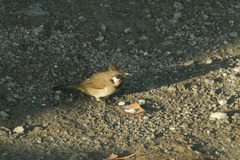 Pycnonotus leucogenys