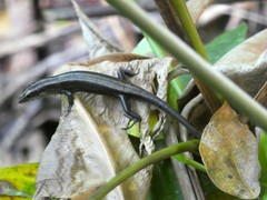 Emoia caeruleocauda