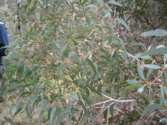 Eucalyptus cosmophylla
