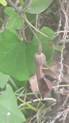 Aristolochia baetica