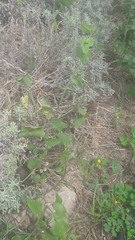 Aristolochia baetica