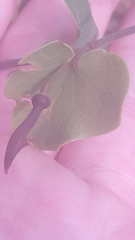 Aristolochia baetica