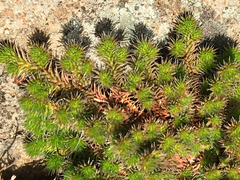 Selaginella hansenii