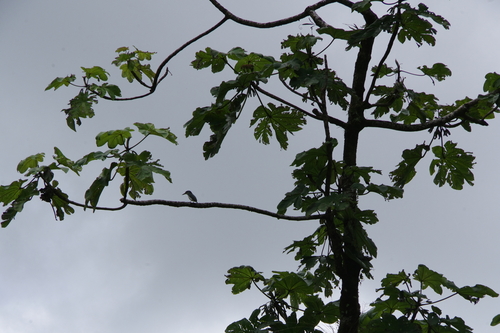 Society Kingfisher (Todiramphus veneratus), photo 2