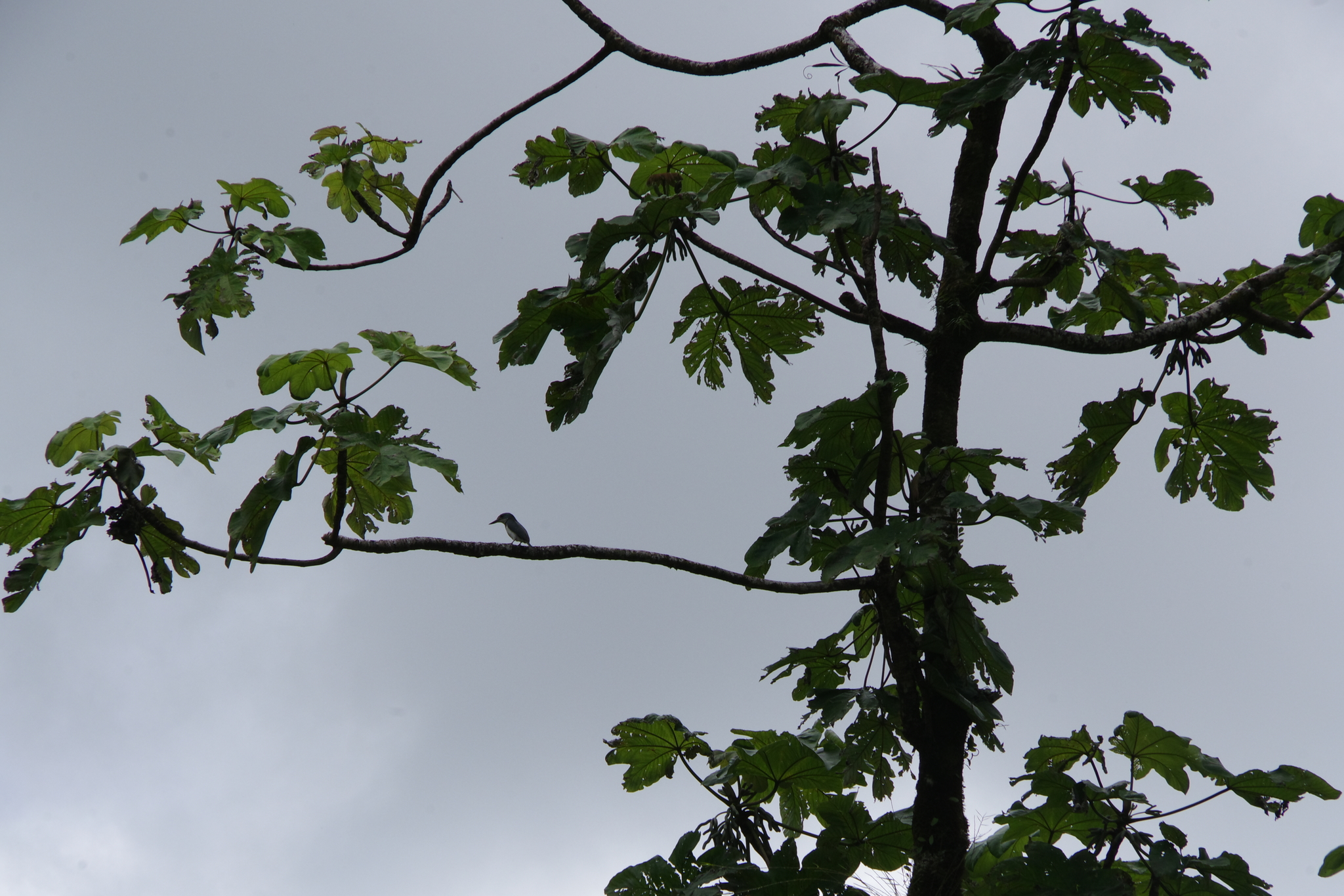 Society Kingfisher (Todiramphus veneratus), photo 2