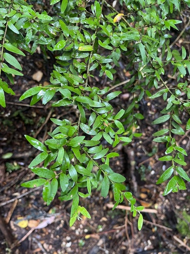 Myrceugenia parvifolia, photograph 2