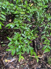 (c) Pablo Silva, some rights reserved (CC BY) Myrceugenia parvifolia, photograph (c) Pablo Silva, some rights reserved (CC BY)