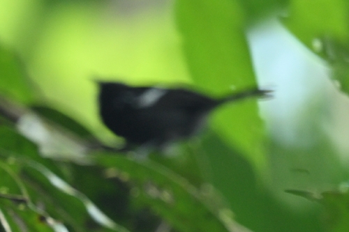 White-shouldered Tanager (Loriotus luctuosus), photo 9