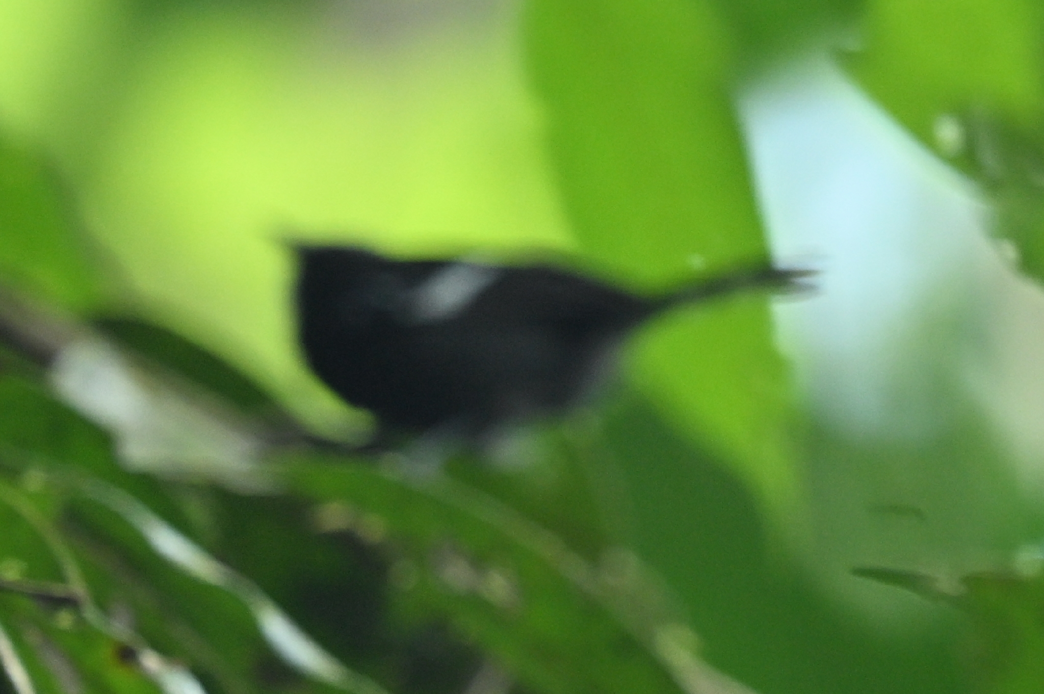 White-shouldered Tanager (Loriotus luctuosus), photo 10
