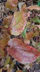 Epimedium × rubrum