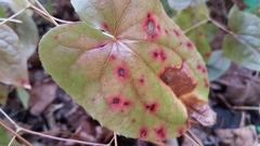 Epimedium × rubrum